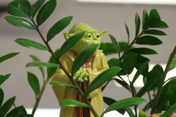 yoda mentor